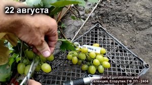 🍇 Селекция винограда! Егорутин. Новая ГФ, которая ХРУ?