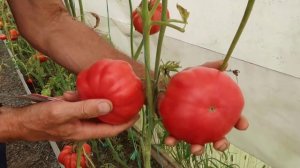 Обзор томатов, сорта: Малиновый инжир, Малиновый слон