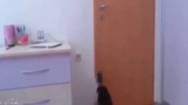 Прикольные котята смотреть онлайн