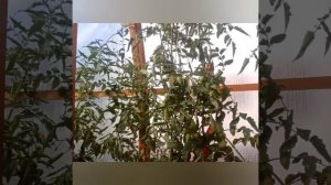 Начинаю обзор томатиков-Пьянелло-дель-Везувио.