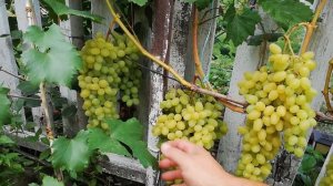 Виноград кишмиш Алекс 2024 рік