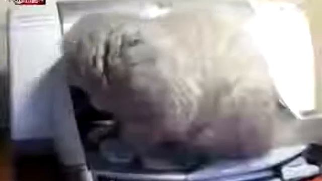 Котэ и принтер Юмор! Прикол! Смех смотреть онлайн