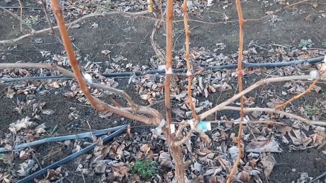 Эти шикарные формы винограда на перепрививку. Причины смотреть онлайн