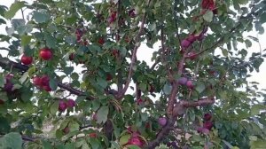 Обзор сорта сливы "Деликатная"