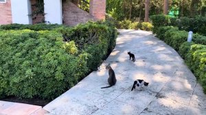 Видео обзор отеля CORNELIA DE LUXE RESORT 5* Белек Турция июль 2022 год