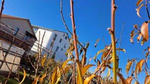 Обрезка персика осенью.