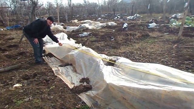 Кишмиш Белый круглый . Армения , с Мргашат смотреть онлайн