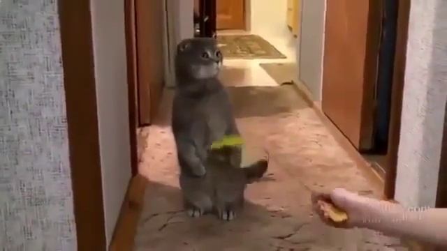 Смехота! Кот буквально остолбенел от звонка в дверь! Приколы с животными смотреть онлайн