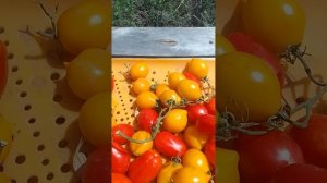 Томат Piennolo del Vesuvio ,Черри "Пьенноло дель Везувио"