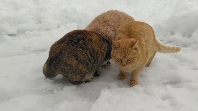 Кормление кошек: Трогательные минуты. смотреть онлайн