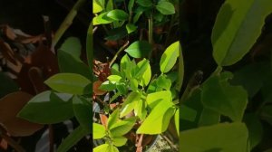 Укоренение Лавровишни за 3 месяца