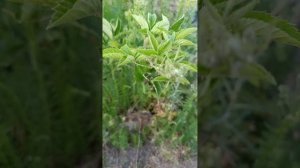 У ежевики после цветения сохнут и отмерают цветоносы..