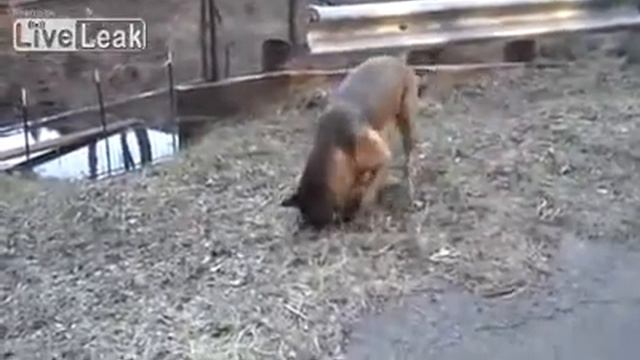 Охотник Приколы смотреть онлайн