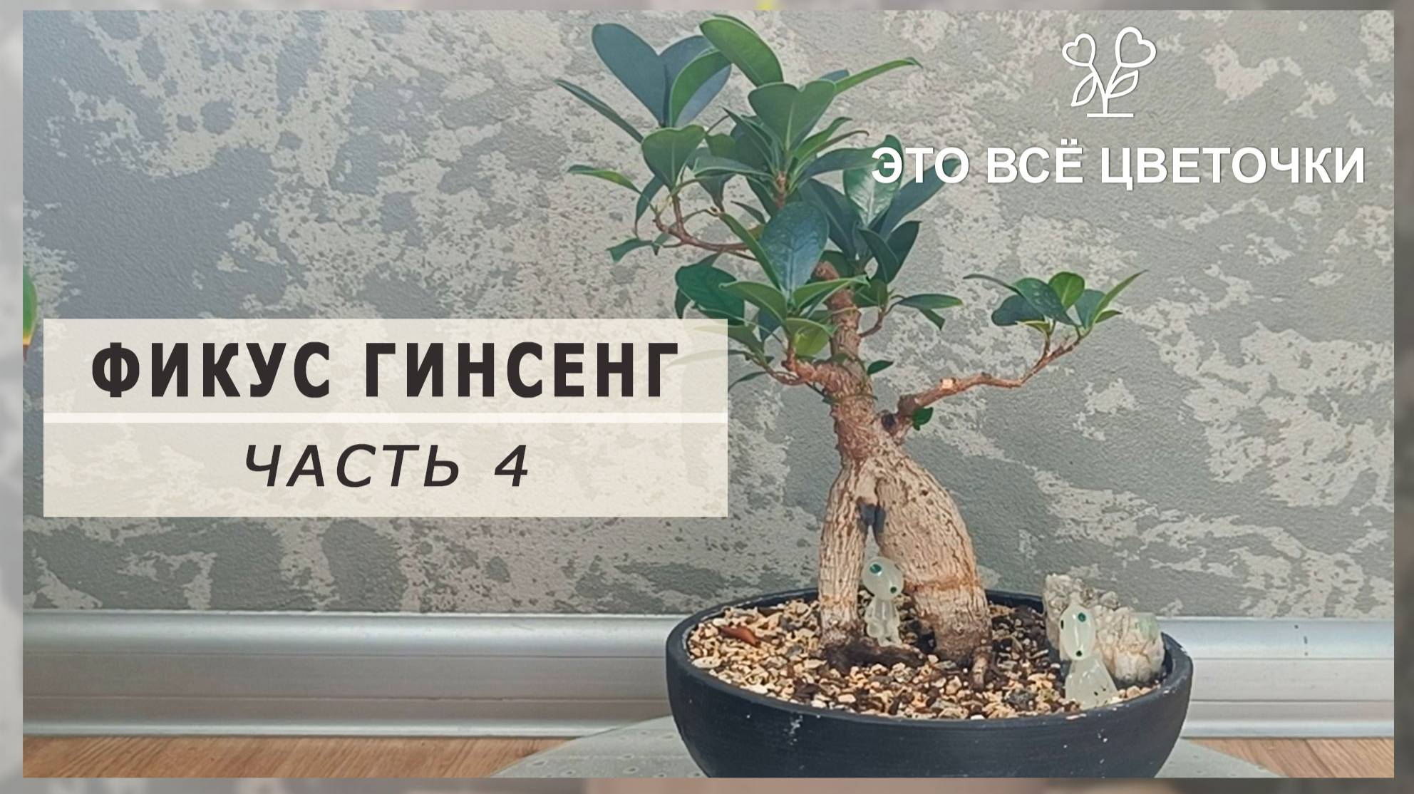 Фикус гинсенг. Часть 4