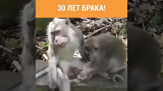 30 лет брака