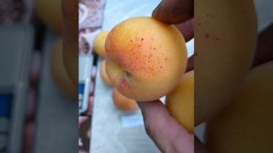 Абрикос НЖА-1