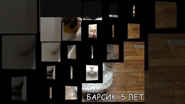 Смешные коты подборка фото смотреть онлайн
