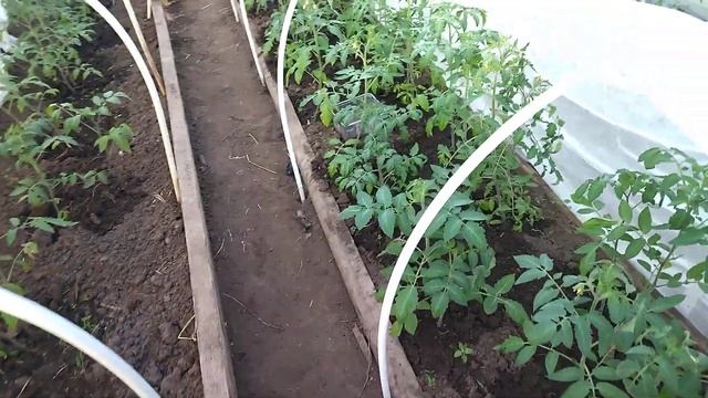 Как растут мои томаты. 🍅🍅🍅🍅🍅🍅🍅Несмотря на небл смотреть онлайн