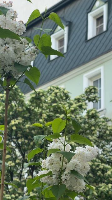 Время тюльпанов #сад #тюльпаны