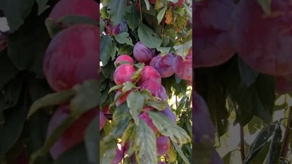 слива ФОРТУНА (FORTUNE)