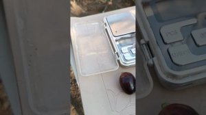 Виноград ЛАРА, автор Загорулько В. В.