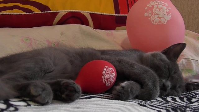 С ДНЁМ РОЖДЕНИЯ МАША от КотоБарса смотреть онлайн
