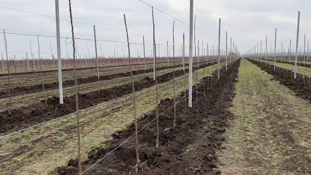 Высадка саженцев черешни сорта серии Sweet