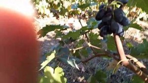 Сорта винограда Итум 10 и Итум 9! Супер Новинка🔥Кишмиш?