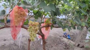 виноград басанти