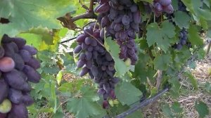 Виноград Днепровский сувенир