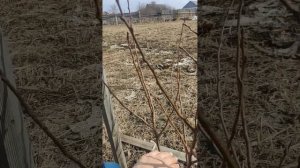 Груша радужная. Посажена осенью 2022 года.