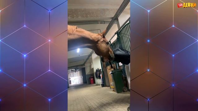 Я РЖАЛ ПОЛЧАСА | СМОТРЕТЬ ЛУЧШИЕ ПРИКОЛЫ 2022 | ДЕВУШКИ ИЗ ТИК ТОКА | ПРИКОЛЫ С ДЕВУШКАМИ ИЗ ЖИЗНИ смотреть онлайн