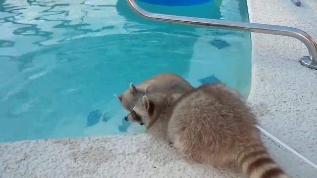 Смешные еноты в бассейне! смотреть онлайн