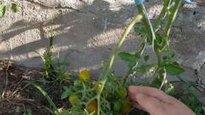 Сорт томата Янтарные клавиши 12,08,2023