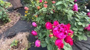 РОЗА ЧАЙНО-ГИБРИДНАЯ АСКОТ (ROSE ASCOT) Evers Германия, 2007/19.07.2