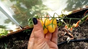 Томат Лунный Фонтан F1