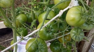 ТОМАТ РАННИЙ 83 - РАННЕСПЕЛЫЙ, НИЗКОРОСЛЫЙ, УСТОЙЧИВЫЙ ?