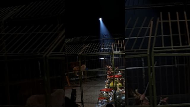 Цирк на Фонтанке, 5.11.22г.(5)