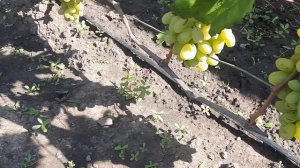 Отзыв картофель королева Анна ,Дела сезонные...Виногра