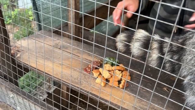 Поменяли шифер на железо и сделали кучу мелких дел. смотреть онлайн