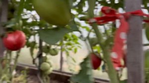 Теплица Бориса Сонина с крупноплодными томатами из г.