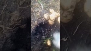 Картофель Импала!