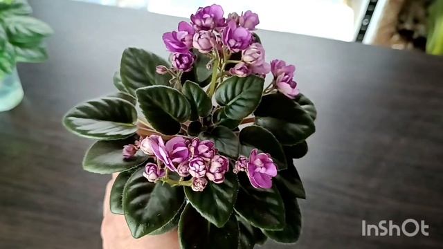 ОБЗОР СОРТОВ ! МИНИ И ПОЛУМИНИ !