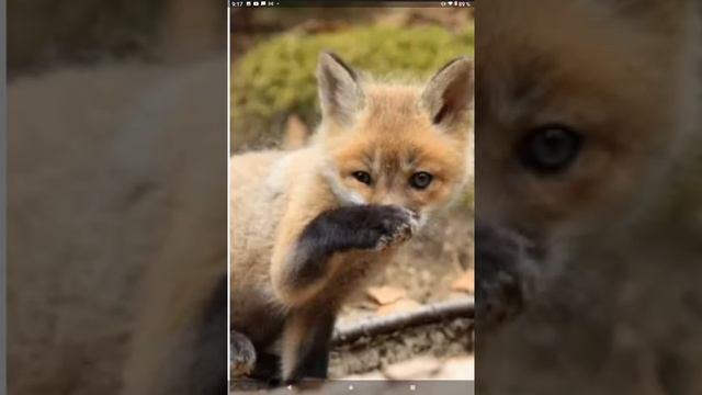 Необыкновенные ЧЕРНОБУРКИ. Красивые лисы смотреть онлайн