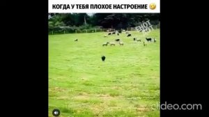 Ты меня снимаешь!?) Подборка приколов меня снимаешь из тик тока.