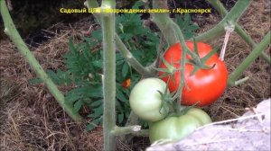 Томат Мамонтенок в Сибири