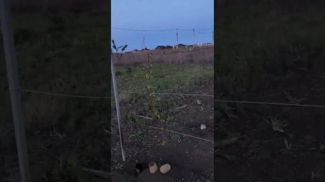 Урожая винограда не будет... При -5°С всё БЕСПОЛЕЗНО! смотреть онлайн