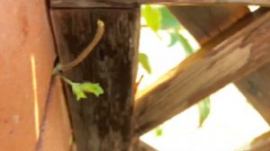 Ежевика Арапахо второй урожай., сентябрь . Чем хороша.