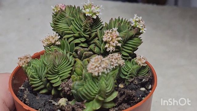 КОМНАТНОЕ РАСТЕНИЕ.ХРАМ БУДДЫ ,ЧТО Я О НЁМ ЗНАЮ #цветы #