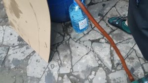 БЕЛЫЙ ВИНОГРАД РКАЦИТЕЛИ.!!! საღვინე ყურძენი რ?